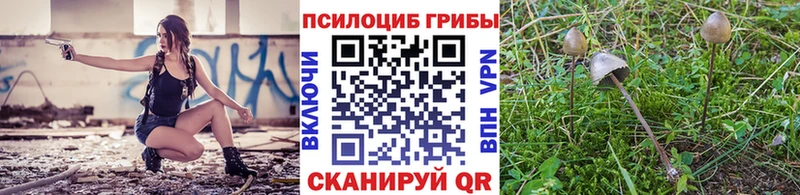 мориарти какой сайт  ОМГ ОМГ как зайти  Елизово  Псилоцибиновые грибы Psilocybe 